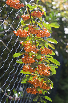 在10月rowanberries