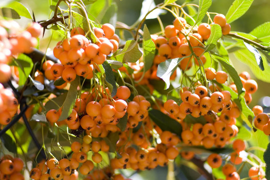 在10月rowanberries