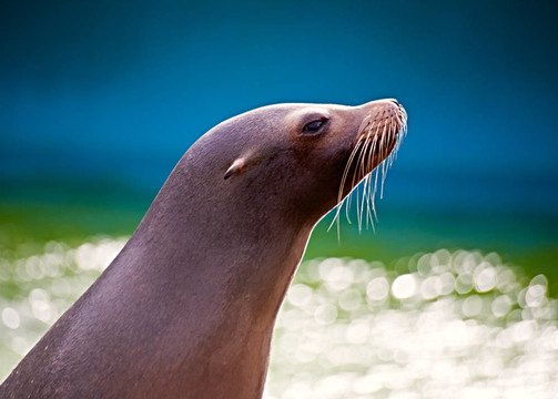 海獅
