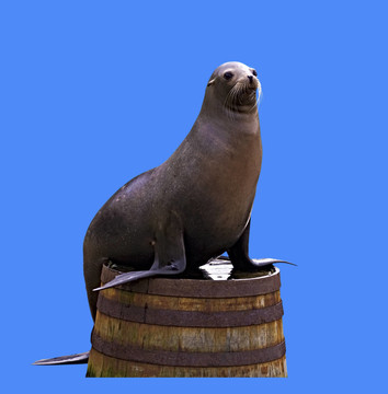海獅隔離