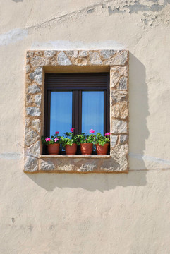 窗口的Geraniums
