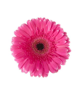 紫色非洲菊