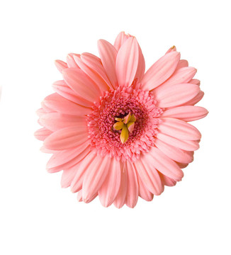 不尋常的非洲菊