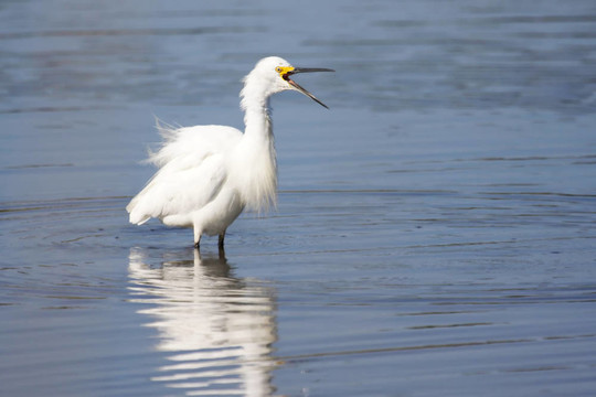 Snowy Egret（Egretta thula）
