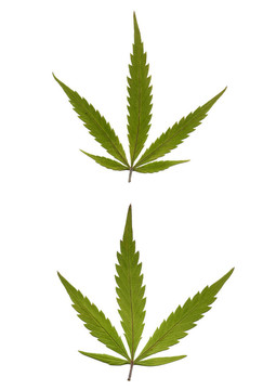 大麻