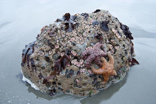 海星