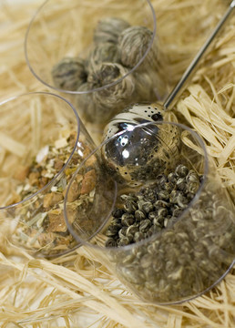 濾茶和茶樹種類