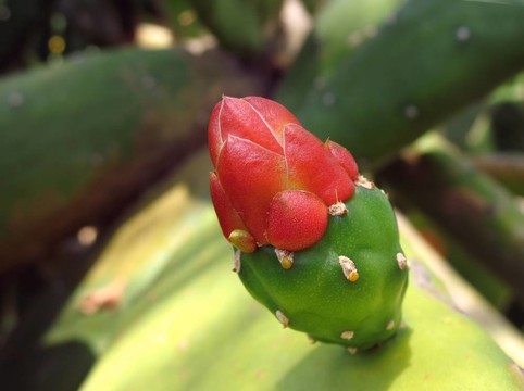 刺梨果實