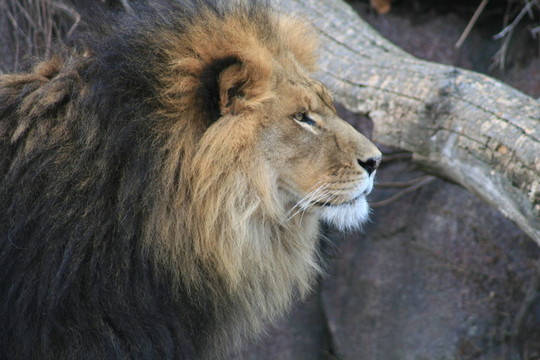 獅子