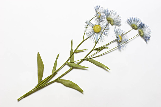 干燥的雛菊