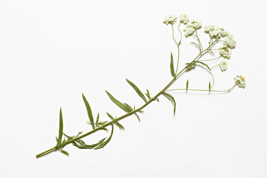 干花為標(biāo)本。
