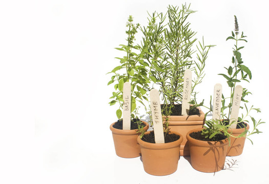 盆栽植物