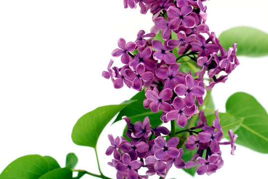 丁香花