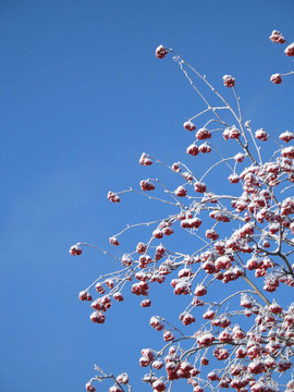 樹(shù)上的紅漿果