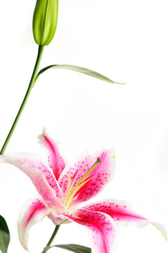 粉色的百合花