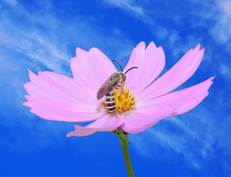 紫色花蜜蜂