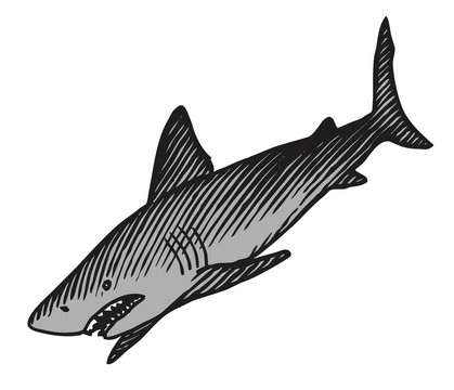 鯊魚