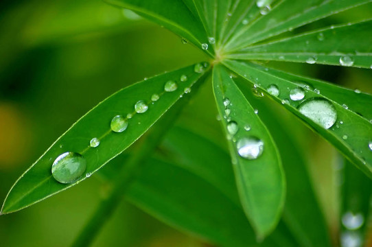 樹葉上的水滴