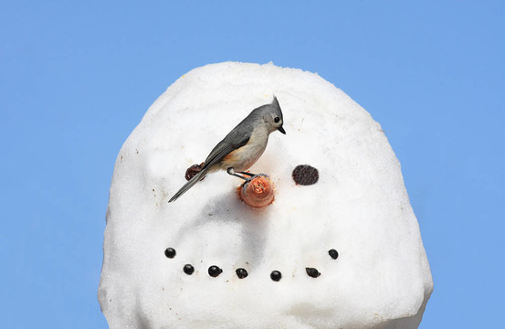 雪人上的鳥