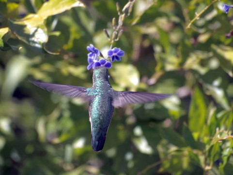 蜂鳥(niǎo)的后視圖