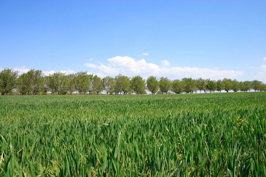 小麥田。
