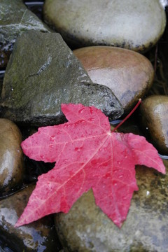 單紅楓葉