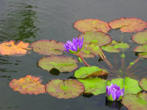 亞洲盛開的蓮花