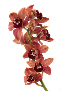 蘭花