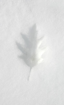 樹葉印花