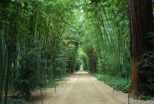 竹林