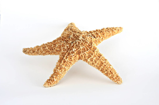 海星