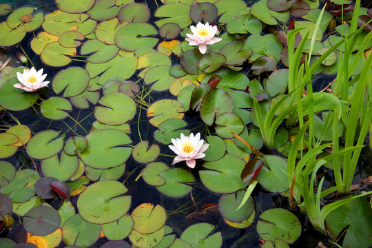 水莉莉花