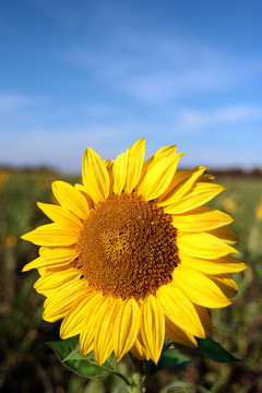 太陽(yáng)花