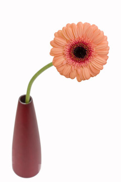 橙色非洲菊白