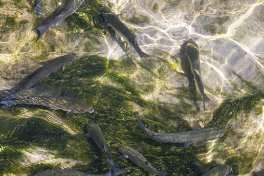 魚舞