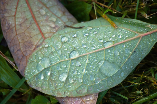 露水落下