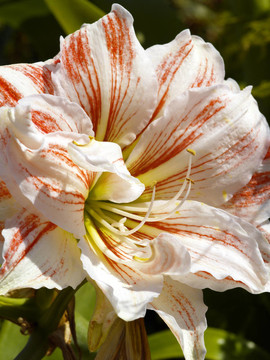 百合花