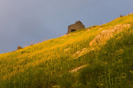 Sunny Hill