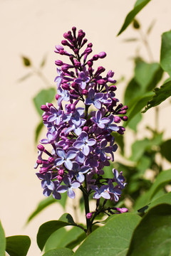 丁香花