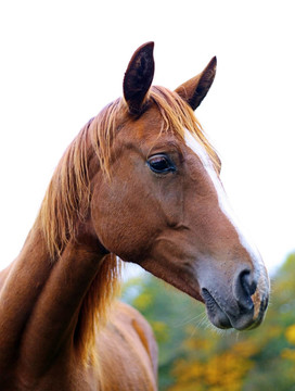 棕色的馬