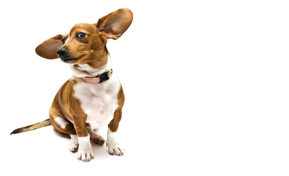 甜泰克爾犬