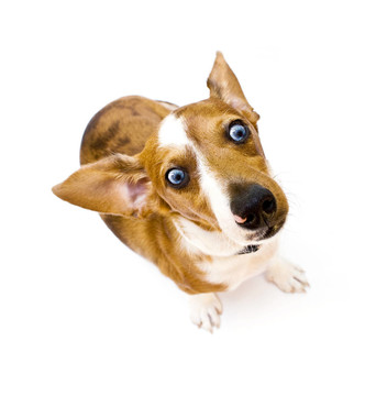 甜泰克爾犬