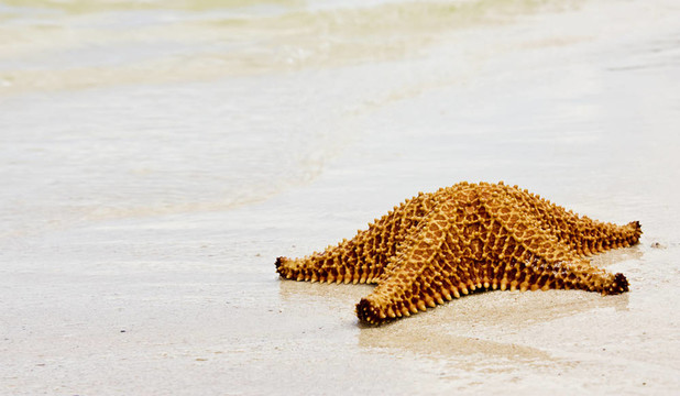 海星