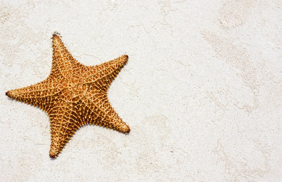 海星
