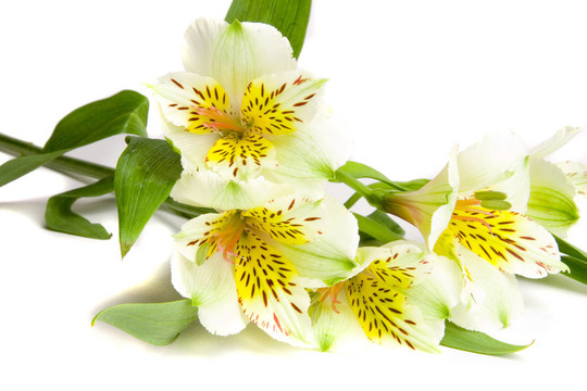 白色的小百合花