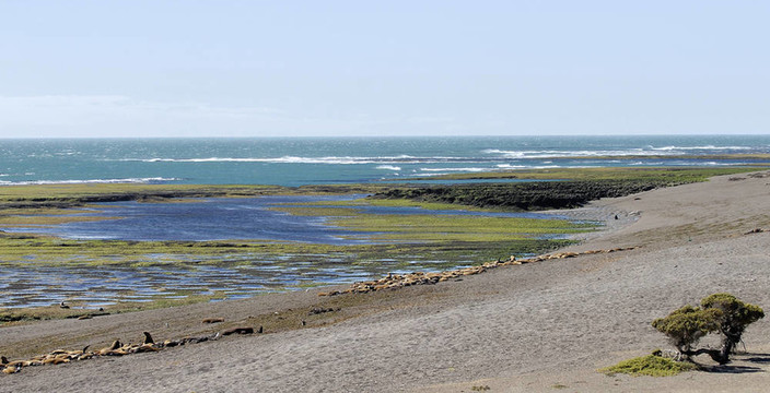 在阿根廷瓦爾德斯半島