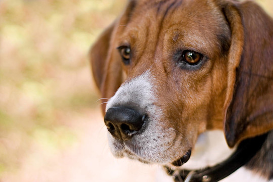 細心的Beagle Dog