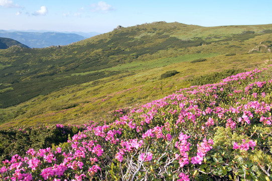 高山杜鵑盛開