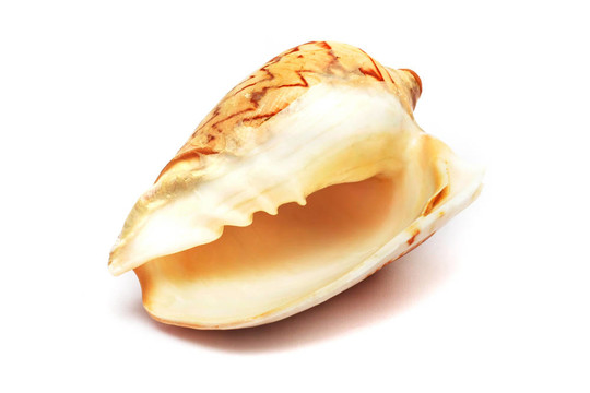 貝殼