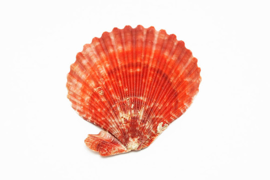 桔紅色的外殼
